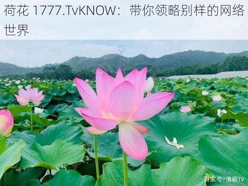 荷花 1777.TvKNOW：带你领略别样的网络世界